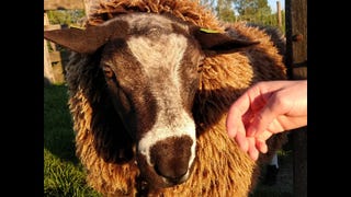 It's a good sheep.